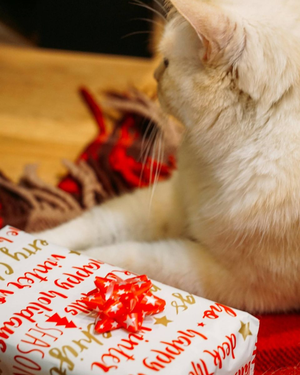 A pale cat lying beside a present in festive wrapping