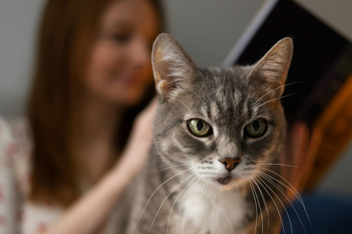 A grey tabby cat sits on the lap of a woman who is reading