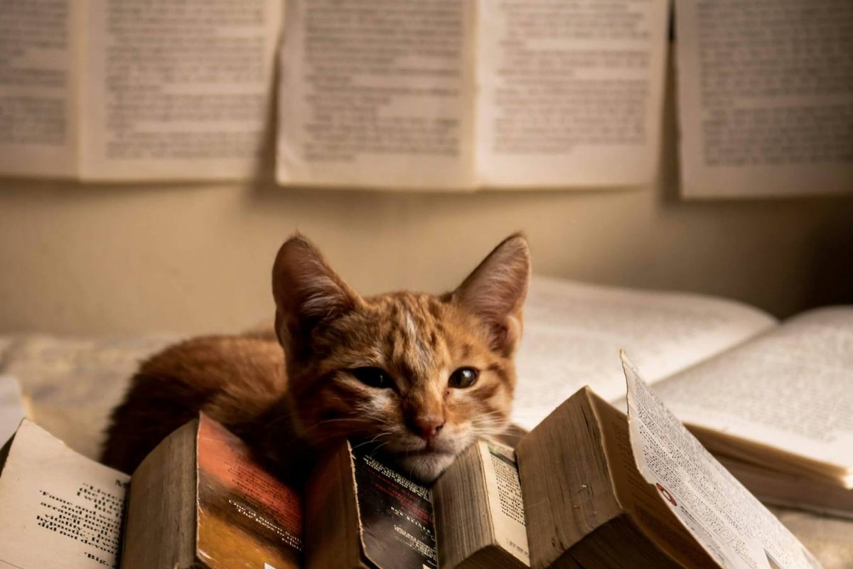 A ginger kitten lying among old books