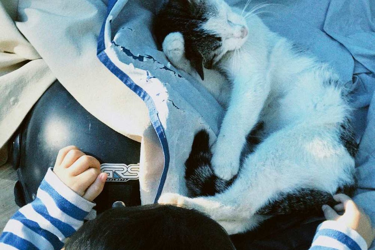 A small child seen from behind, next to a black and white cat asleep on a blanket