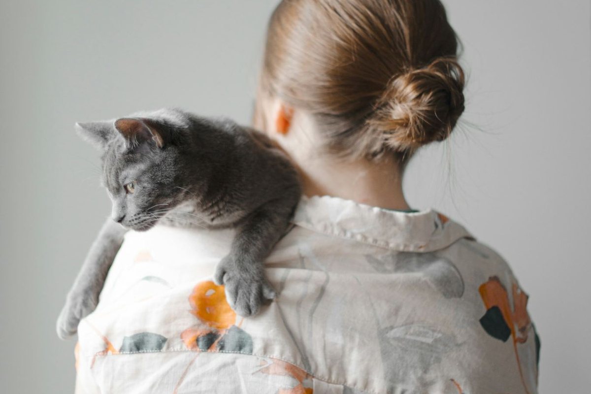 A grey cat draped over the shoulder of a girl seen from behind