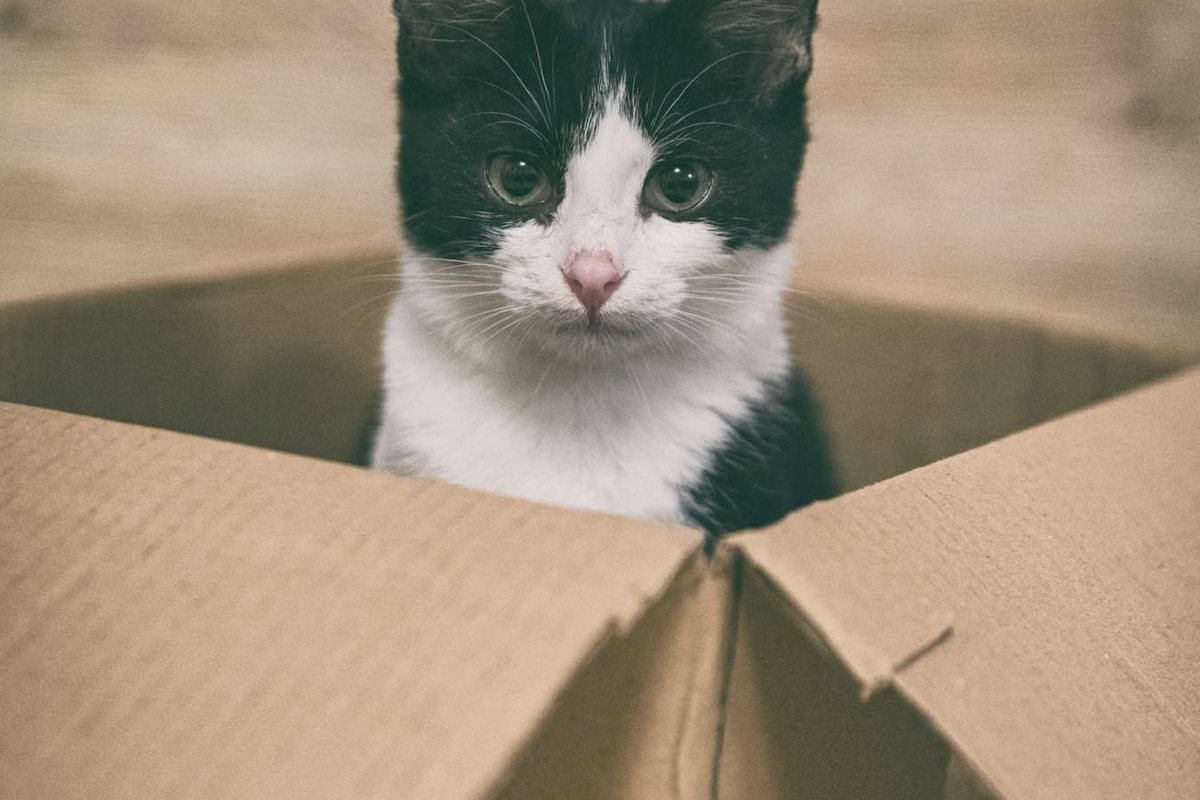 A black and white kitten sitting in a cardboard box
