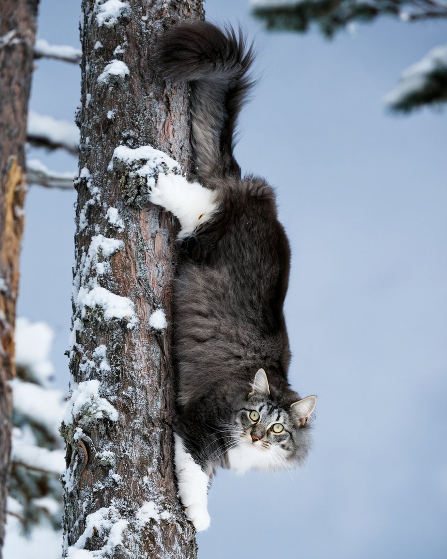 Norwegian Forest Cat climbing head first down a snowy trunk