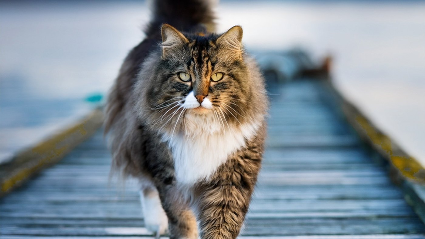 Norwegian Forest Cat walking along a wooden jetty on a fjord